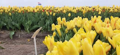 Foto 8 van 36 uit het album Bloembollen (2023)