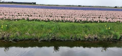 Foto 10 van 36 uit het album Bloembollen (2023)