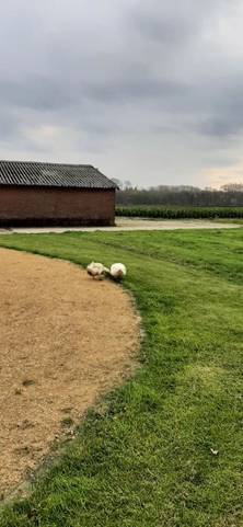 Foto 31 van 36 uit het album Bloembollen (2023)