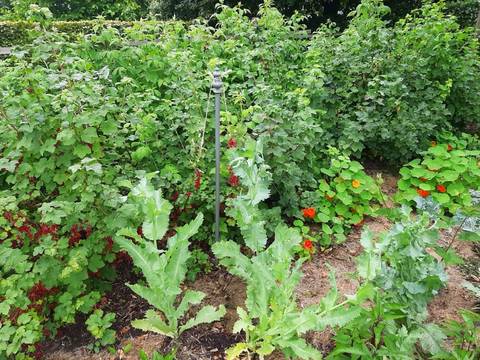 Foto 7 van 39 uit het album Bloei en de Tuinhierdagen (2024)