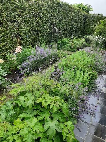 Foto 12 van 39 uit het album Bloei en de Tuinhierdagen (2024)