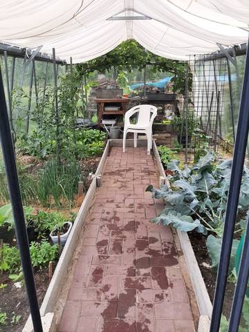 Foto 16 van 39 uit het album Bloei en de Tuinhierdagen (2024)
