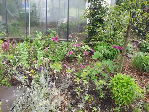 Foto 19 van 39 uit het album Bloei en de Tuinhierdagen (2024)