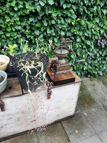 Foto 23 van 39 uit het album Bloei en de Tuinhierdagen (2024)