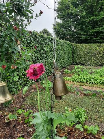 Foto 25 van 39 uit het album Bloei en de Tuinhierdagen (2024)
