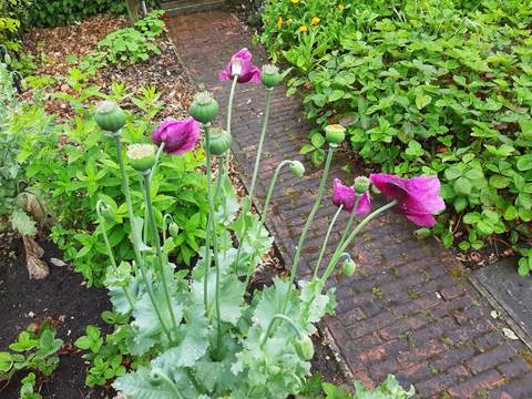 Foto 27 van 39 uit het album Bloei en de Tuinhierdagen (2024)