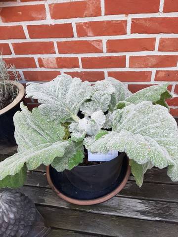 Foto 35 van 39 uit het album Bloei en de Tuinhierdagen (2024)
