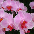Roze orchidee in bloei