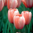 Roze tulpen in bloei