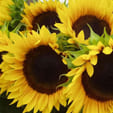 Bloeiende zonnebloemen